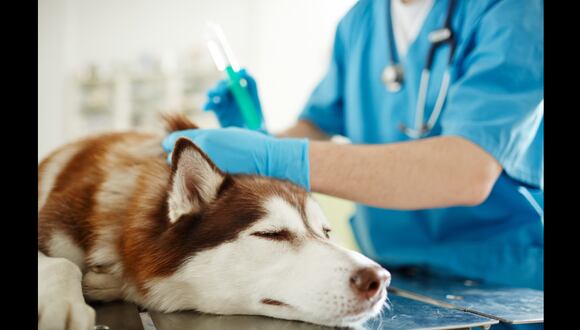 Iniciativa del Congreso busca garantizar la atención médica veterinaria de mascotas en caso de accidentes de tránsito.