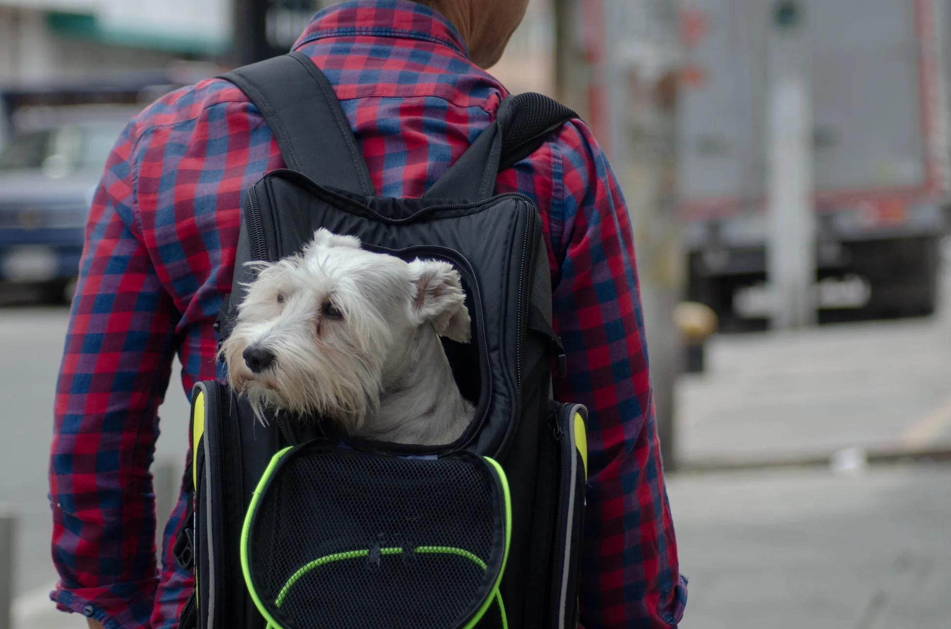 PetBag™ | Maleta para transportar Mascotas en moto con Arnés y Extra-S – Masterbag Latam