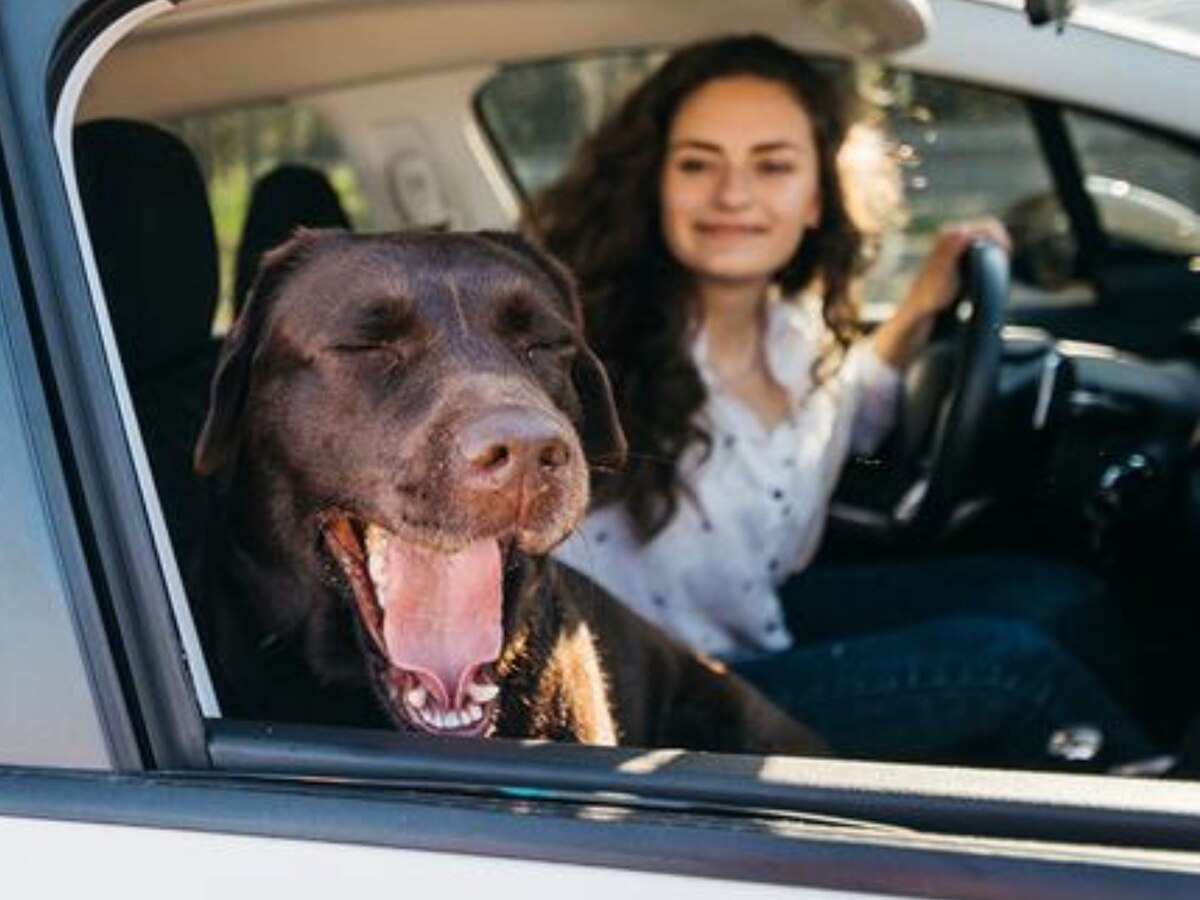 Congreso aprueba ley para que animales domésticos sean incluidos en la cobertura del SOAT - Infobae