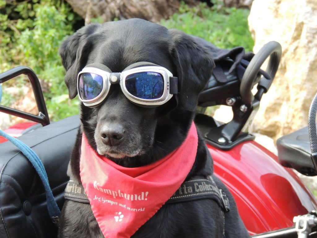 como-llevar-a-tu-perro-en-moto