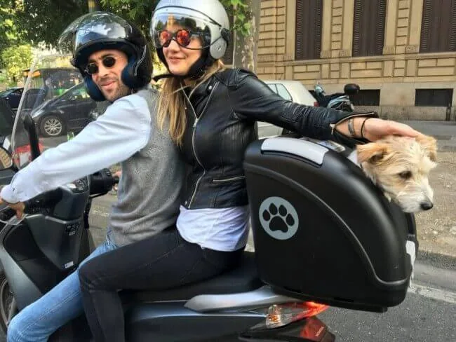 Cómo llevar a un perro en moto – Blog de Terránea