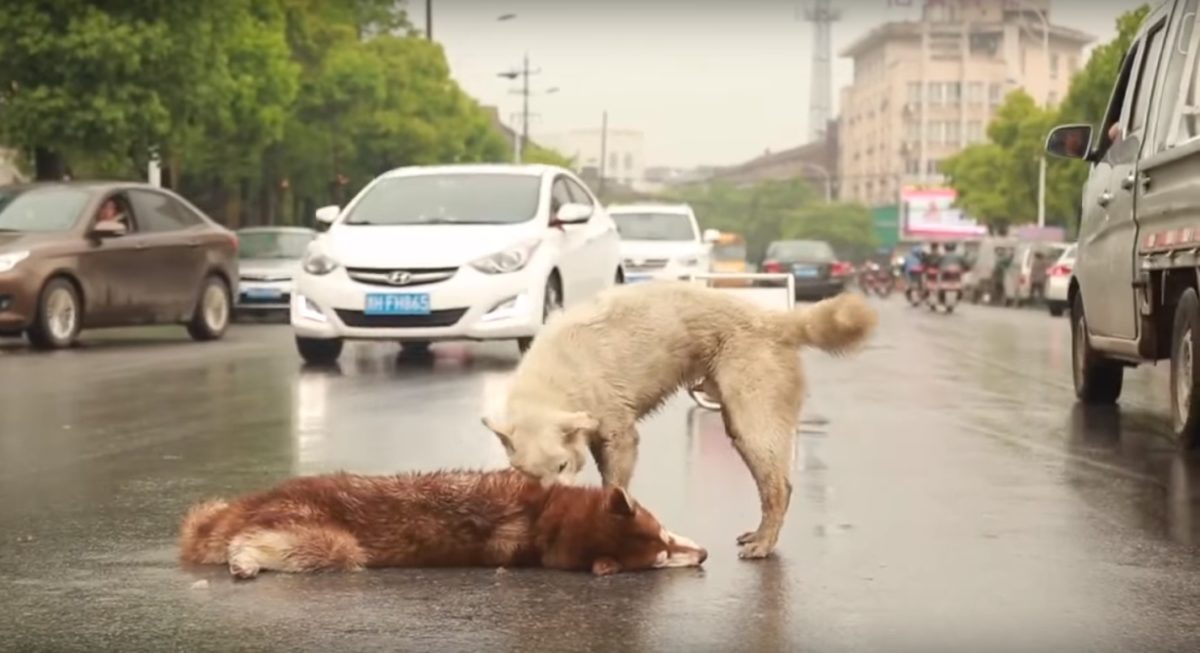 Graban a un perro leal luchando con todas sus fuerzas por resucitar a su amigo perrito | Zoorprendente