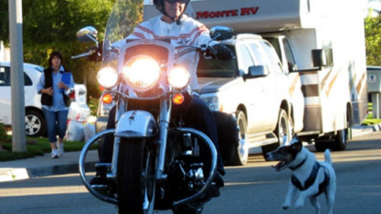 Por qué los perros ladran y persiguen a los autos?