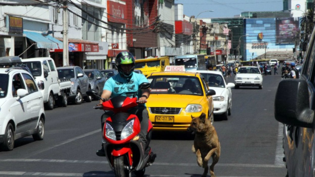 ¿Por qué los perros ladran y persiguen a los autos?
