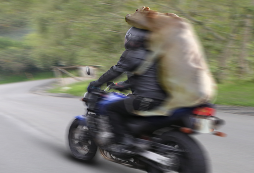 Modalidad más usada de abigeato: 'pelar' animales y no dejar rastro | CONtexto ganadero | Noticias principales sobre ganadería y agricultura en Colombia