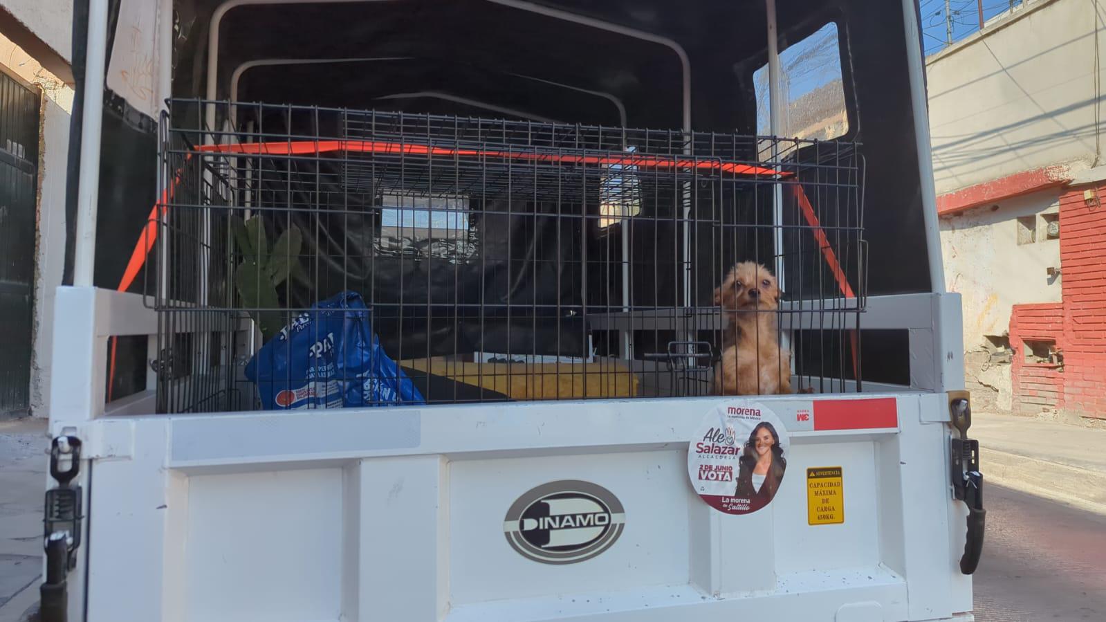 Los monstruos somos nosotros': Daniel, del taxi para mascotas de Saltillo